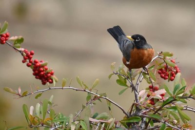 Cocked Robin