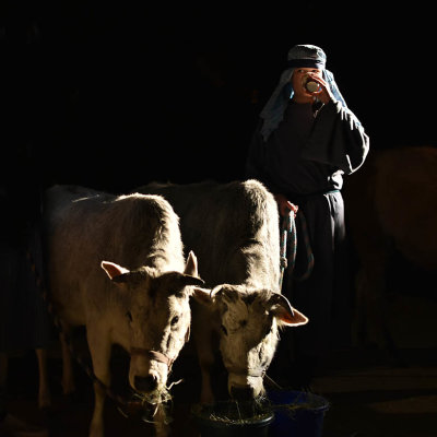 Starry Nights Shepherd & Cattle