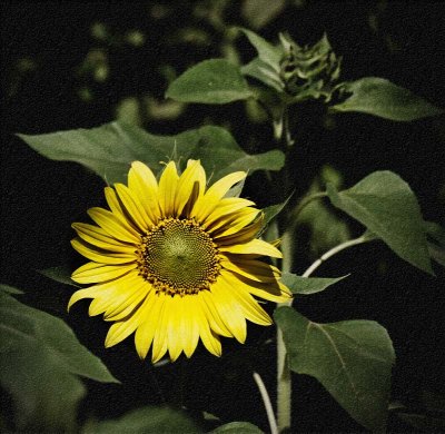 Sunflower - Tweaked