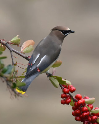 Cedar Waxwing