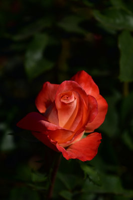 Red Rosebud