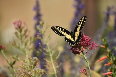 Swallowtail Amidst Flowers
