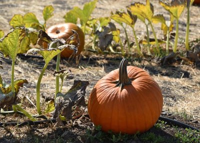 Two Pumpkins In the Patch