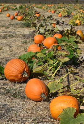 Pumpkin Patch Rows