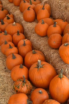 Stacked Pumpkins Rows