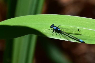 Dragonflies and Damselflies