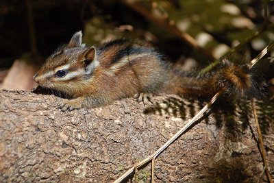 Chipmunks