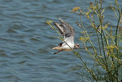 Killdeer