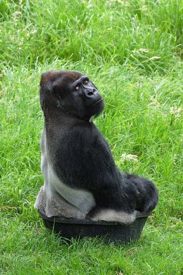 Silverback In Tub