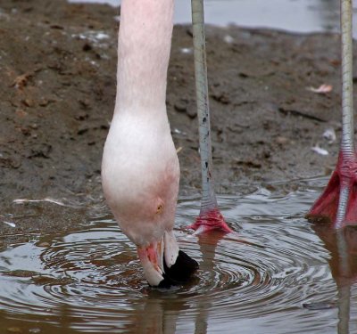 How Flamingos Drink