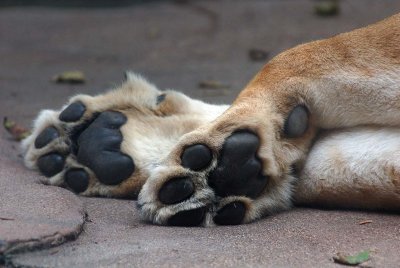 Lion Toes