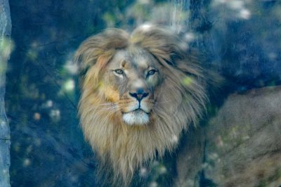 Lion Through Glass