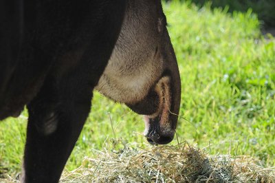 Underside of a Tapir's Nose