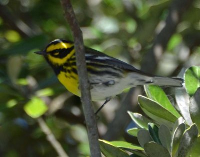 Townsend's Warbler - from the side