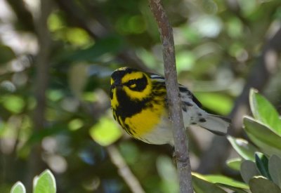 Townsend's Warbler - front view