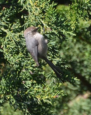 Wrentit on Juniper