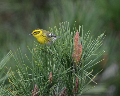 Warbler On the Lookout
