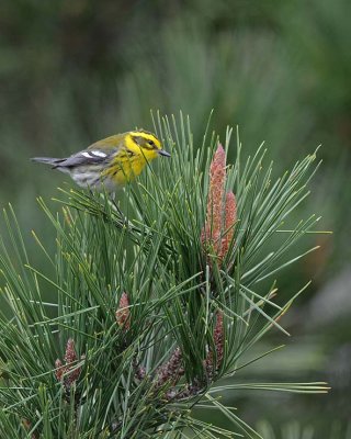Townsend's Warbler on Pine