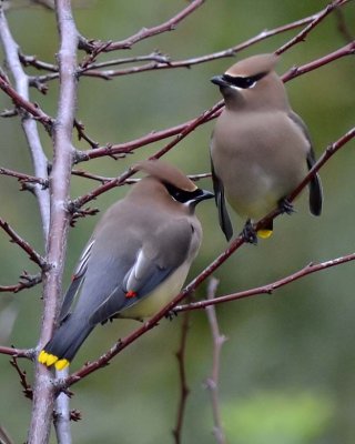 Two Waxwings Together