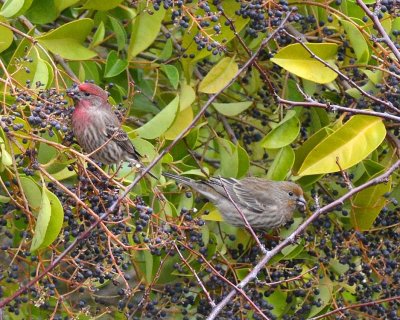 Mr. & Ms. House Finch With Berries