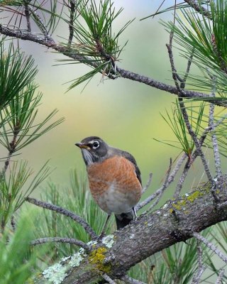 Curious Robin