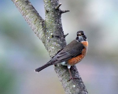 Robins