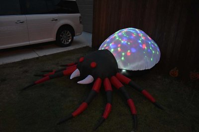 The Spider At Night