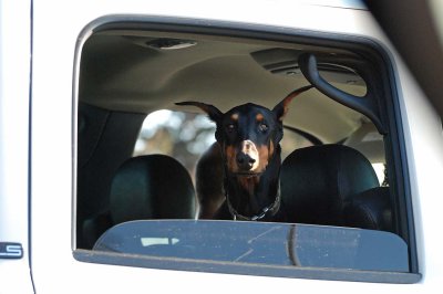 Doberman Car Buddy