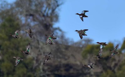 Green Winged Teals and 2 Cinnamon Teals