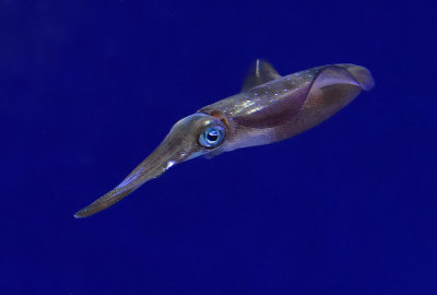 One Small Squid