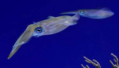 Beautifully Patterned Squid