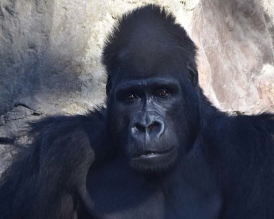 Thoughtful Gorilla Face