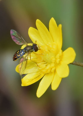 Hoverfly on California Buttercup