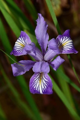 Beautiful Wild Douglas Iris