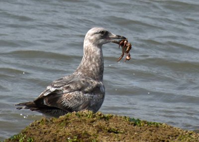 Gull With Crab