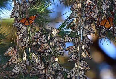 Monarch Butterflies - Overwintering In Pacific Grove