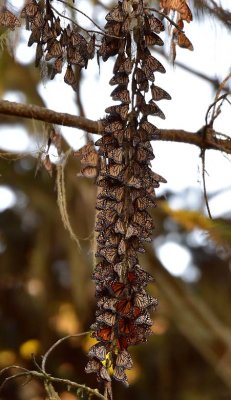 Nice Long String of Monarchs