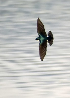 Tree Swallow Spread Out