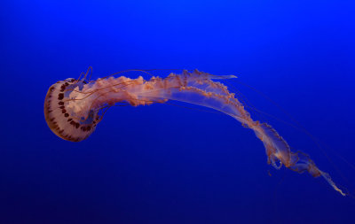 Purple Striped Jelly