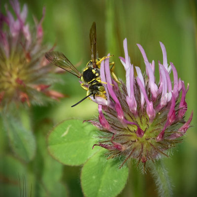 Yellow Jacket on Clover