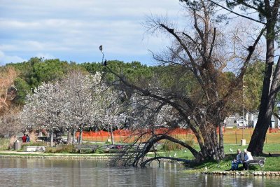 Pond and Leaning Trees