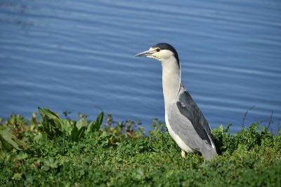 Black Crowned Night Heron