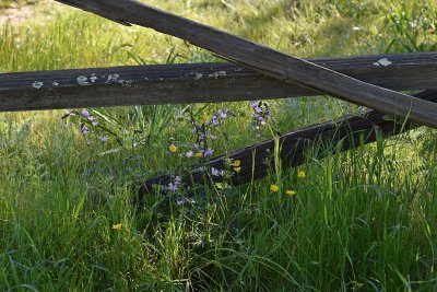 Wooden Fence and Wildflowers