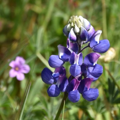 Sky Lupine