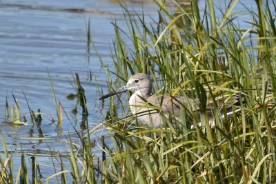 Willet In Water and Grass