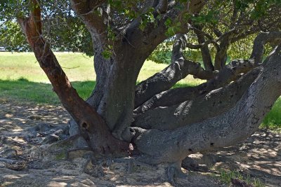 Old Tree - Possibly Hazel