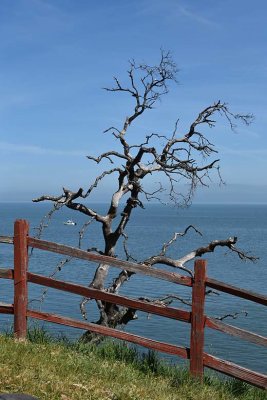 Old Tree and Redwood Fence