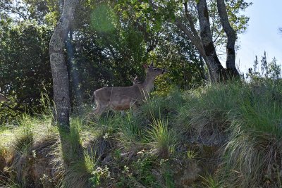 Deer On Hill