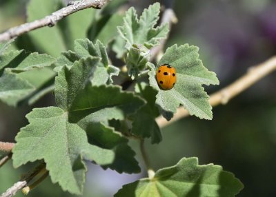7-Spot Ladybug