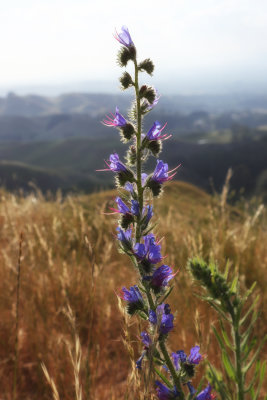 Te Mata peak